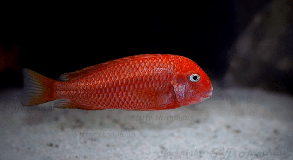 品种)火狐狸蝴蝶(tropheus moorii"moliro)坦湖慈鲷红色系非常少,大