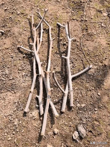 枣树接穗的采集与处理