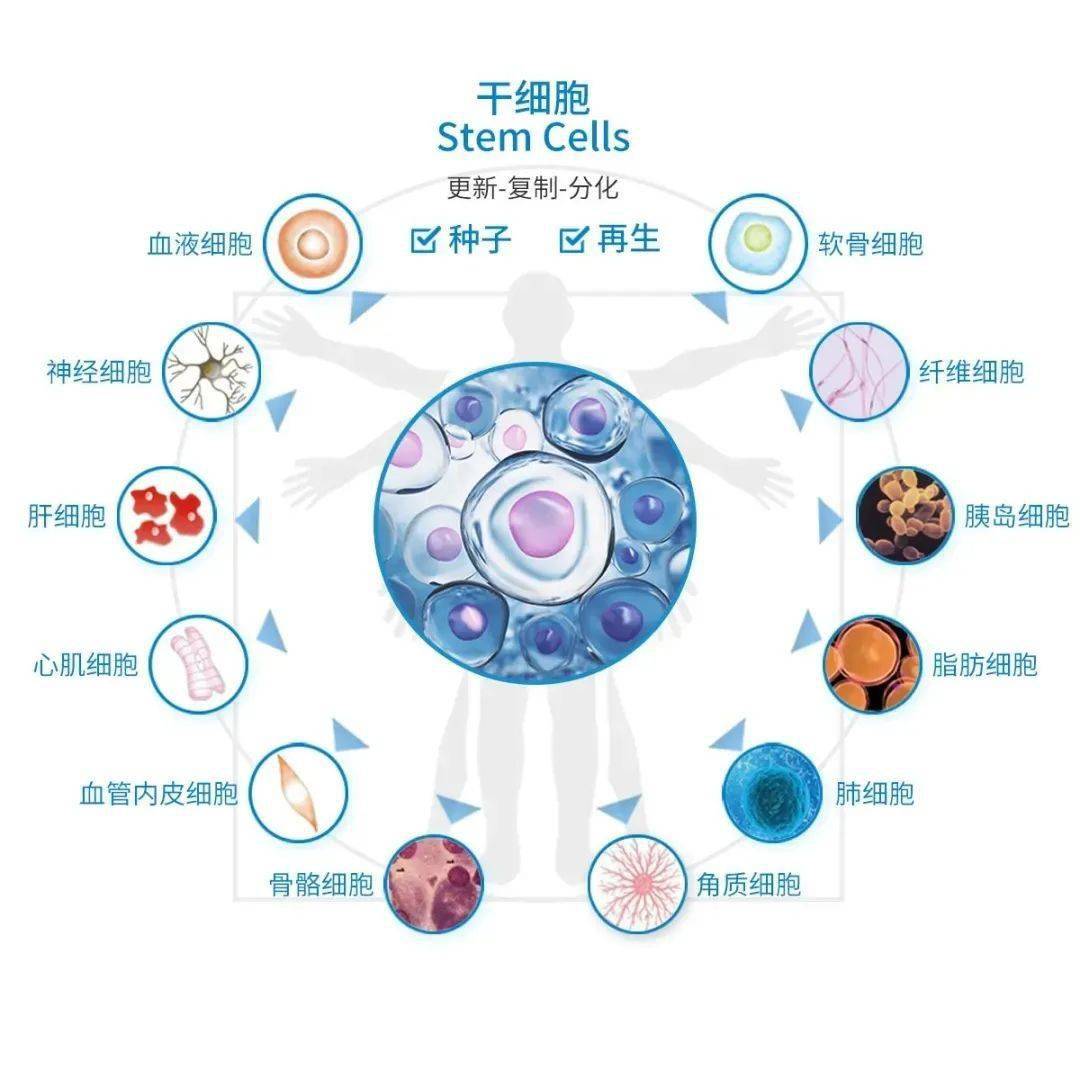 大健康的基础干细胞疗法让健康常伴