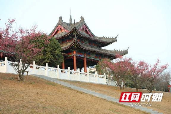 市民|早春时节春意闹 梅花枝头俏