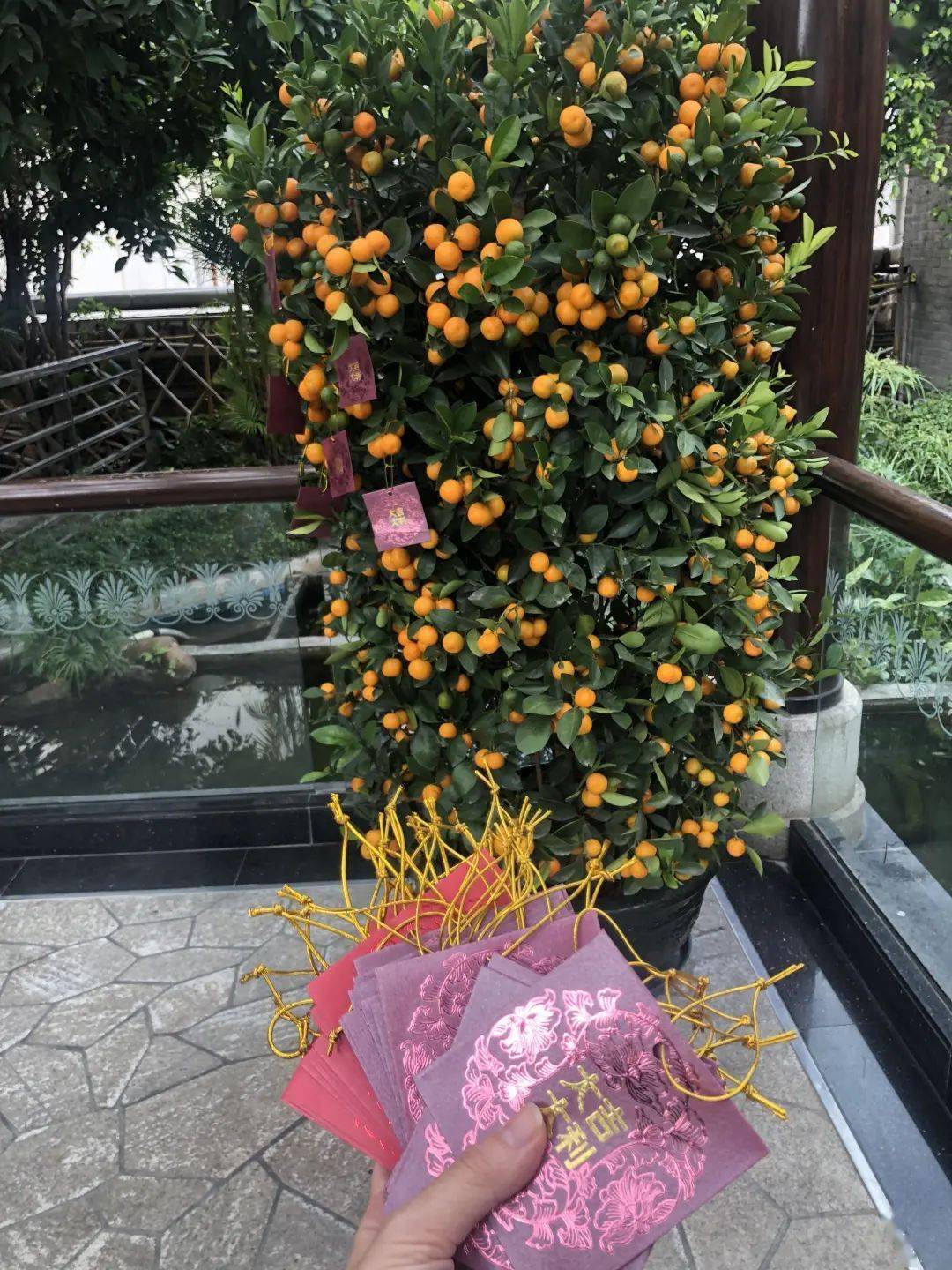 迎-花年花年桔▲shirley-红红火火过大年部分年味靓照跟大家一同欣赏!