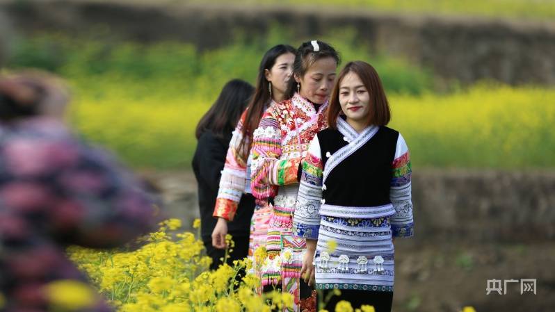 油菜花|贵州纳雍河畔：油菜花开迎春来 踏青赏花正当时