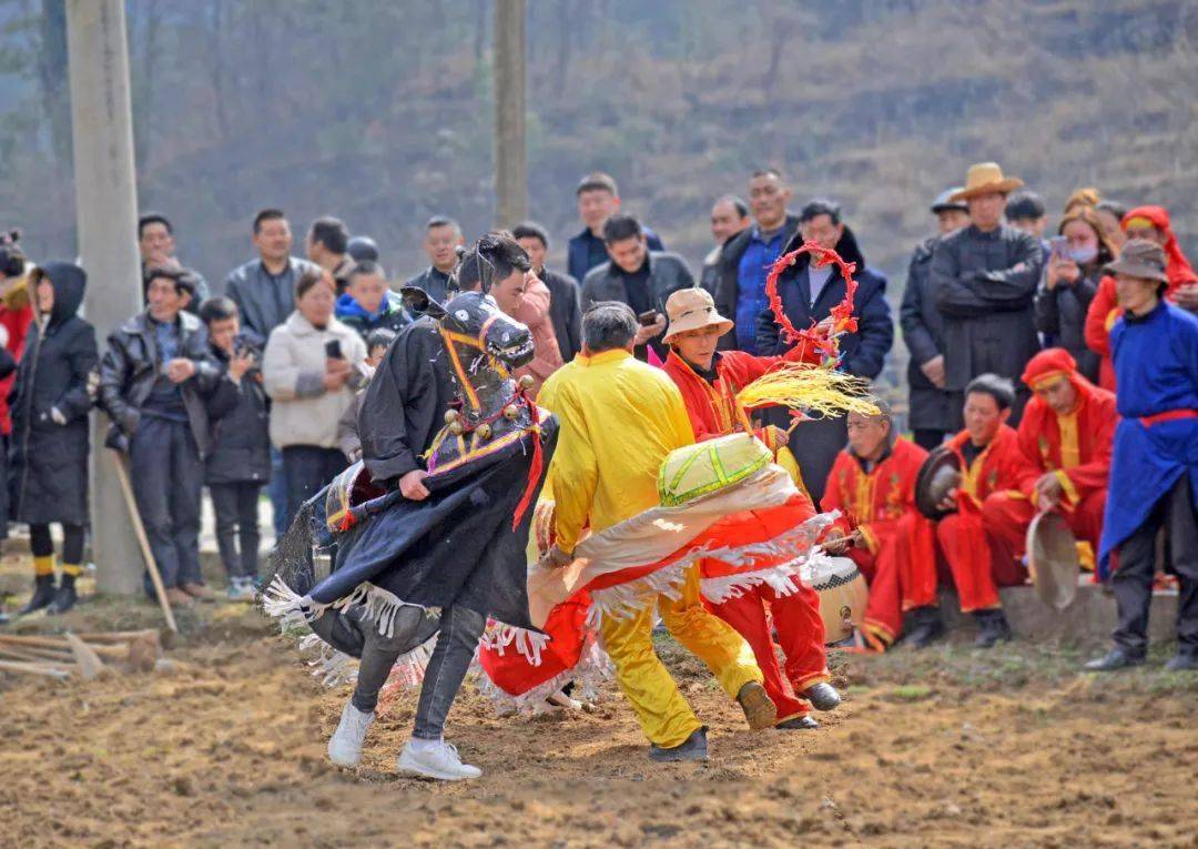 牛灯田间闹春耕 村民扶犁忙春播_种植_公牛_张公岭
