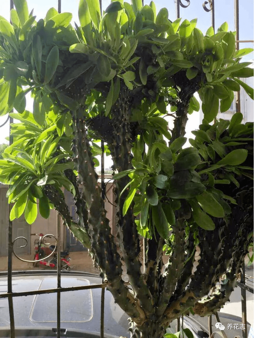家里养1盆大型的麒麟掌,就像请了"守护神"一样,格外有安全感_植物