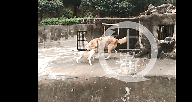 武汉动物园一母狗陪伴公狼5年未生育，园方：它们之间是纯洁友谊（视频/组图） - 2