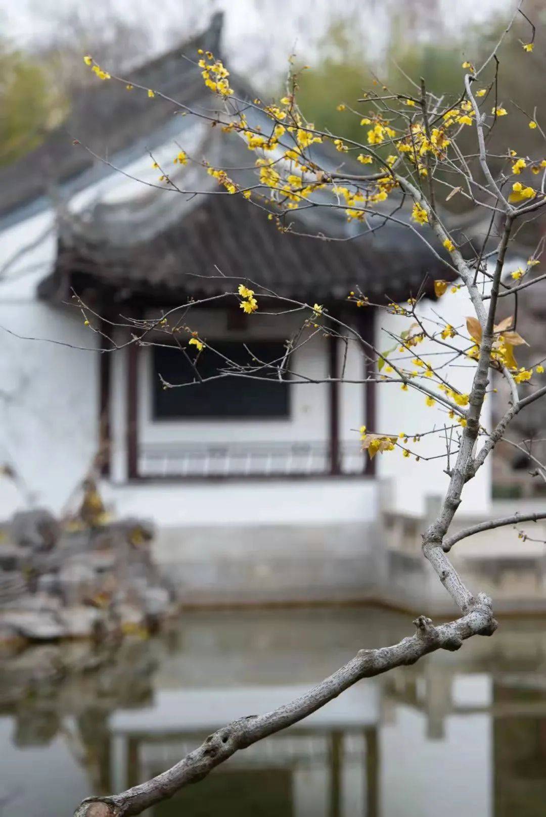 门票|梅花季上线！你要的古风红墙映梅高清图都在这里啦