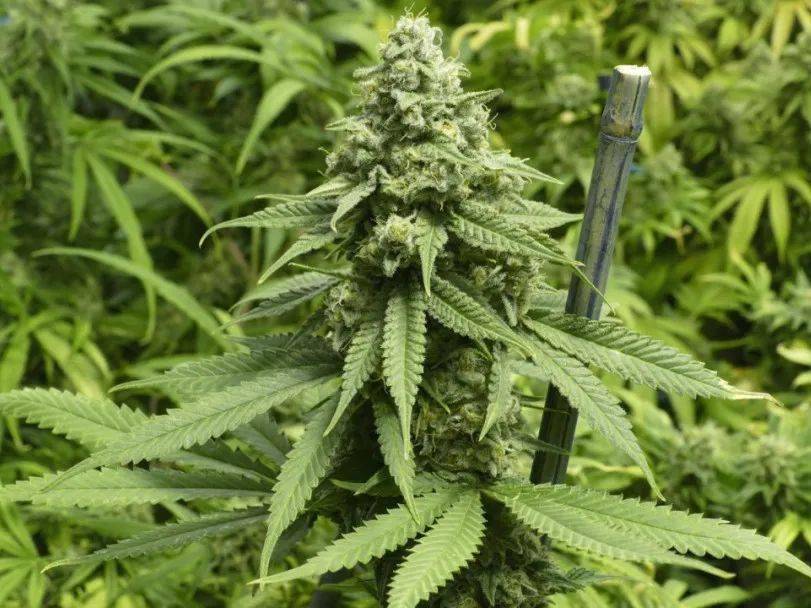 除了罂粟以外,我们身边还有可能生长着大麻或其他种类的毒品原植物