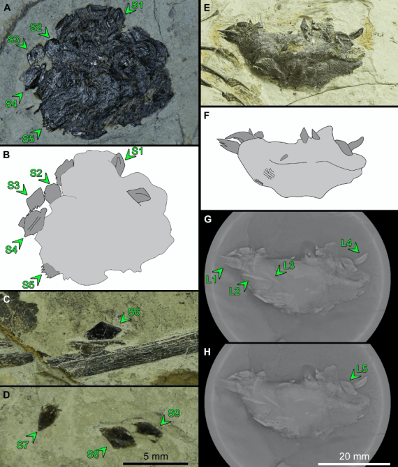 种古|远古发现丨新发现翼龙食团：1.6亿年前这种翼龙爱吃古鳕鱼