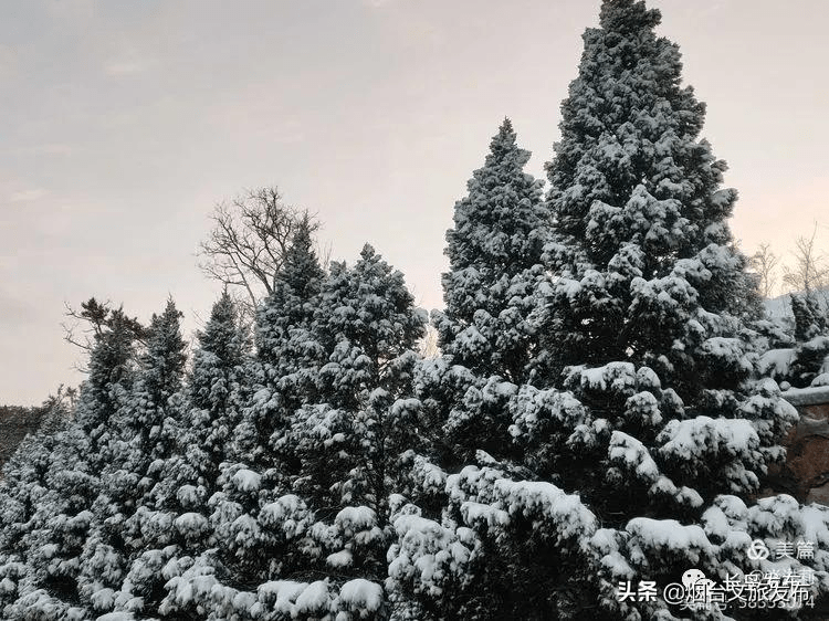 吴昆|雪落长岛 芳华刹那