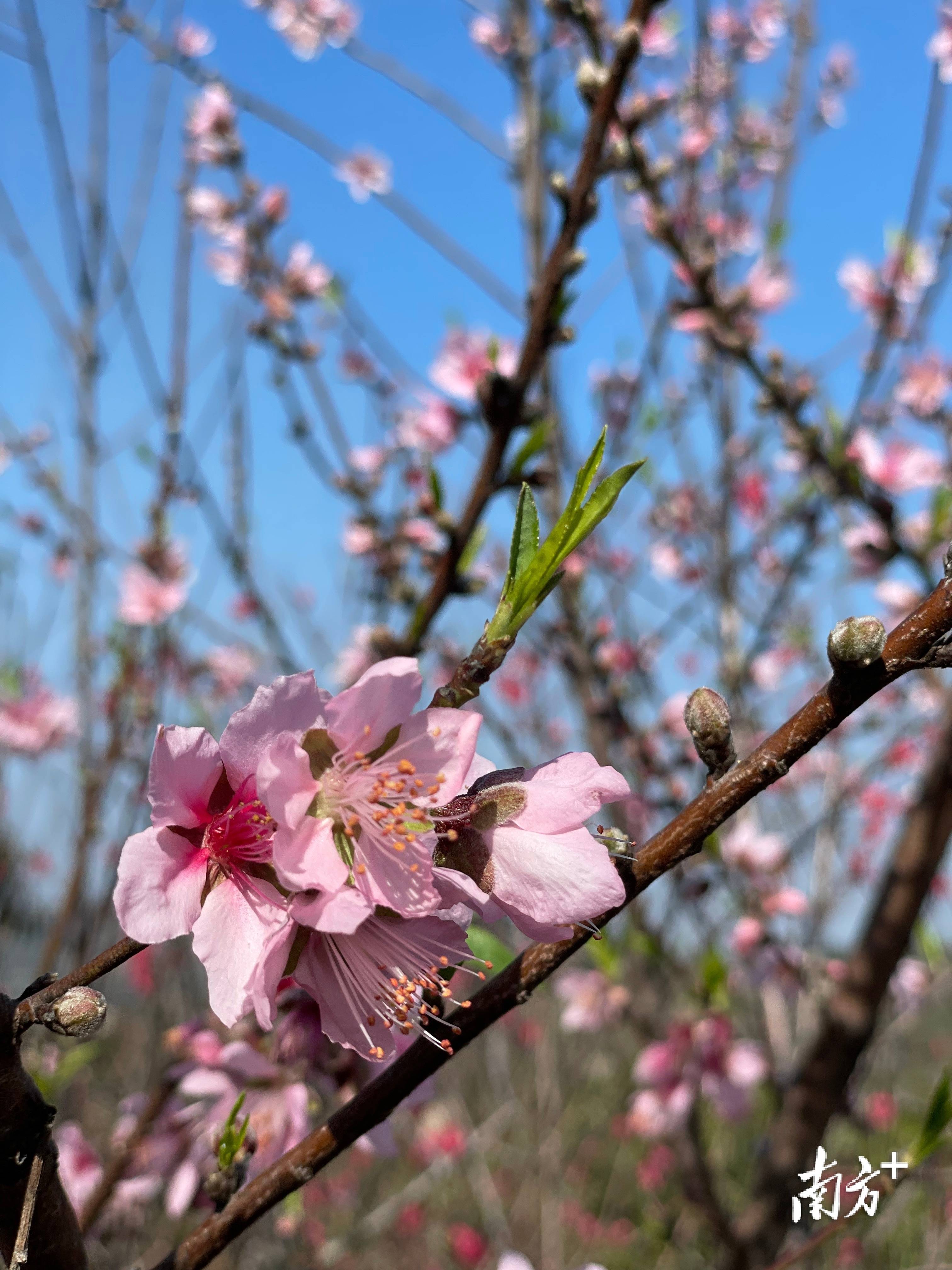 多图丨濠江巨峰寺桃花预计2月24日全面盛开,快来邂逅初春桃花