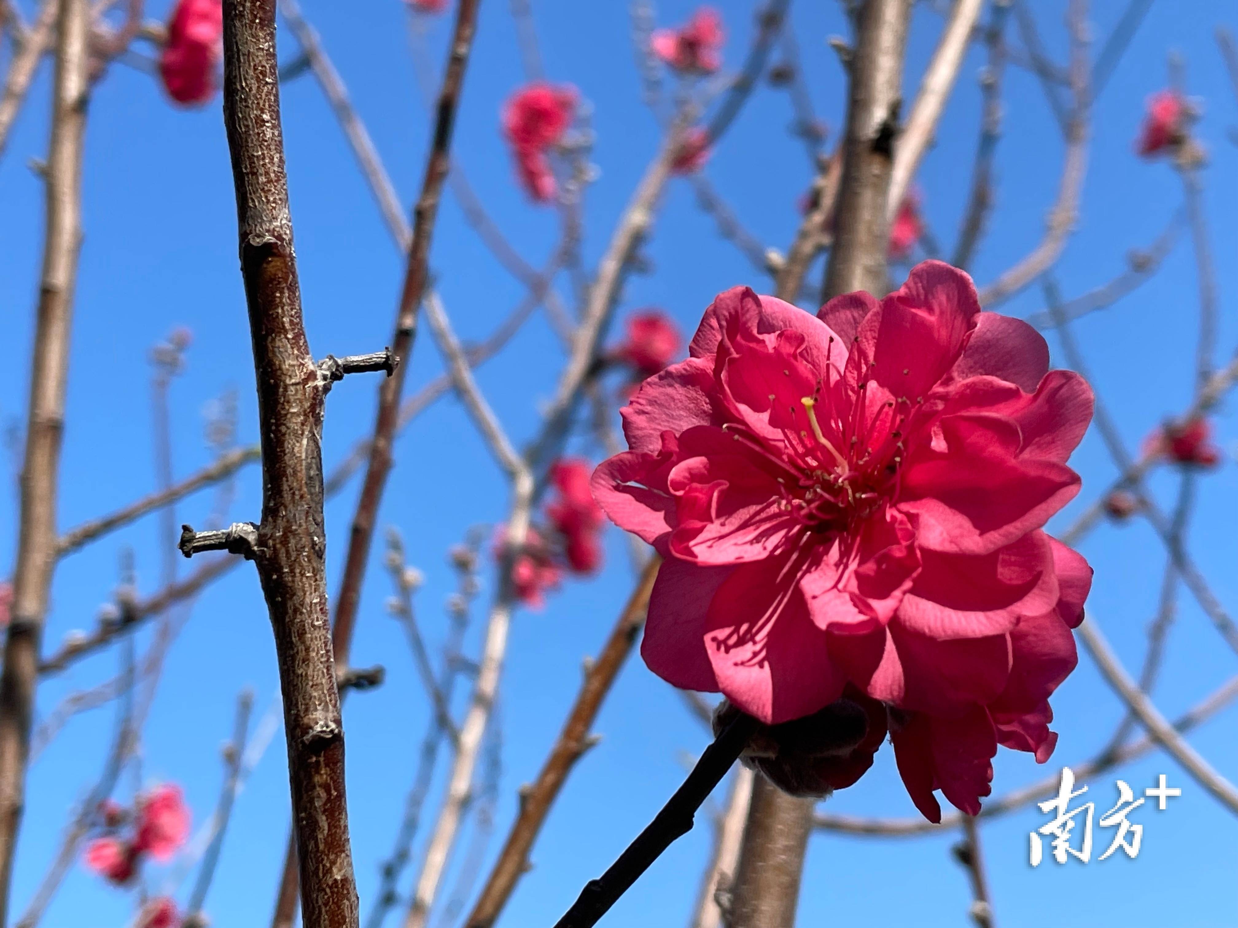 达濠巨峰寺桃花图片