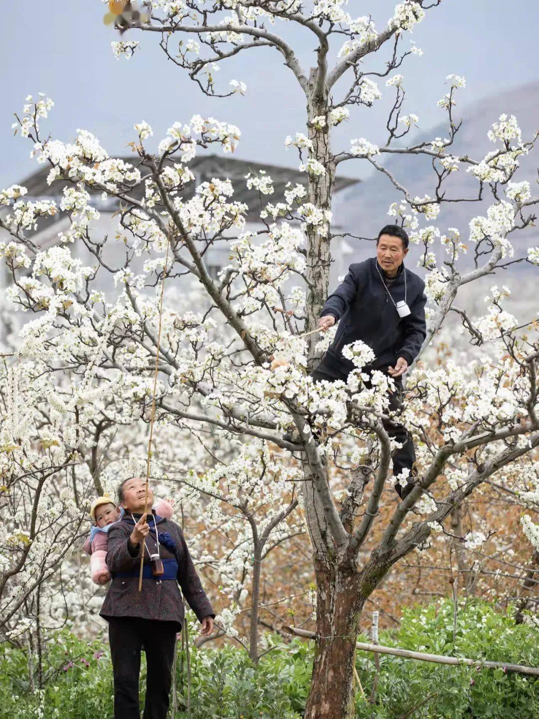 一片屬於雨城雅安的日光之城盆地西側的泥巴山隧道盡頭春風拂暖花爛漫