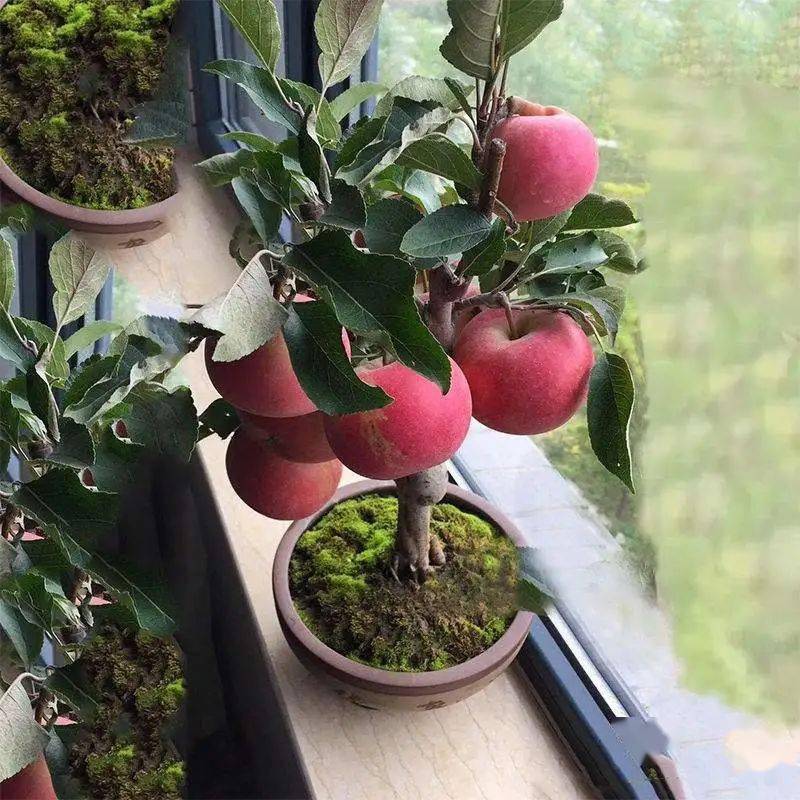 这样养这样种苹果盆景轻轻松松多花又多果