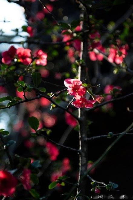 小蕾|成都市春花观赏指数