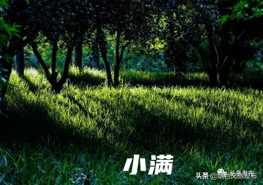 落花长岛版二十四节气壁纸，够浪漫~