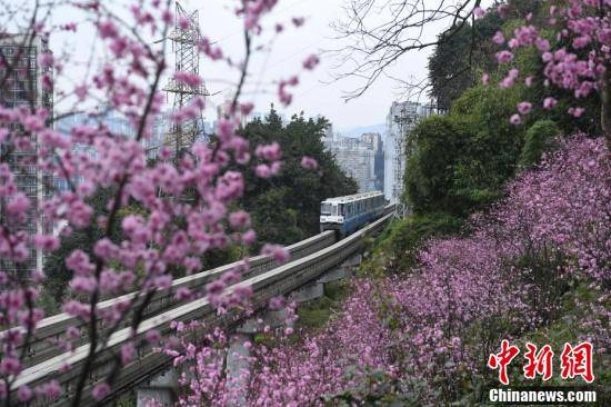 列车|重庆春意盎然 列车穿行花海成美景