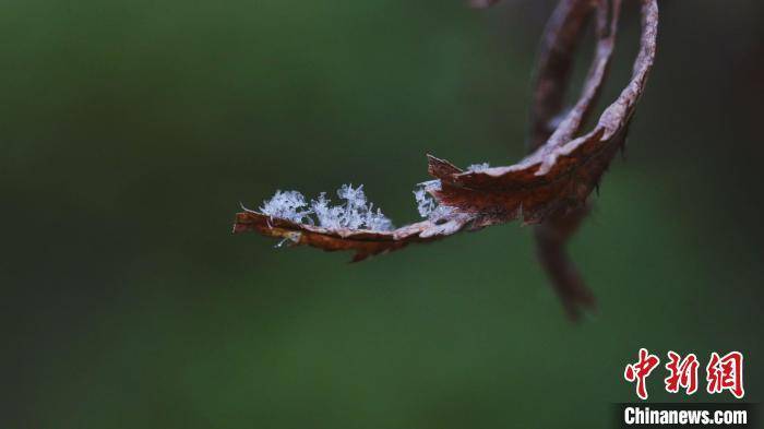 精灵|微距镜头下的雪花宛若白色精灵