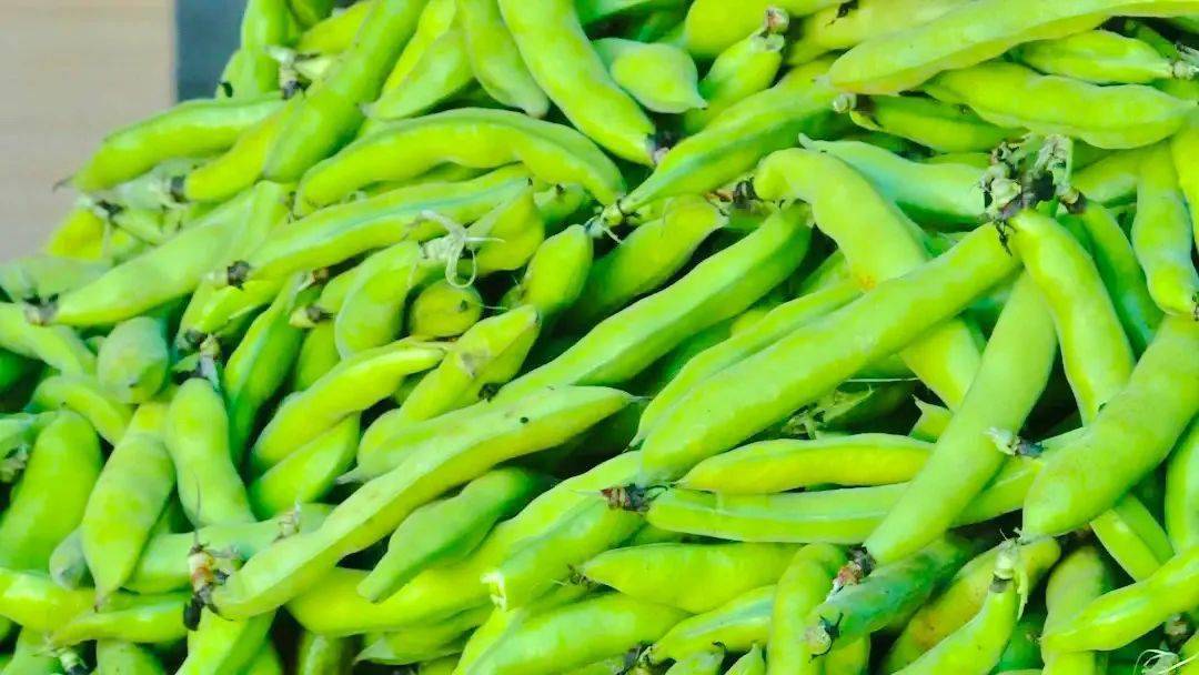 饱满粒大!弥渡高品质冬春青蚕豆上线,远销省内外