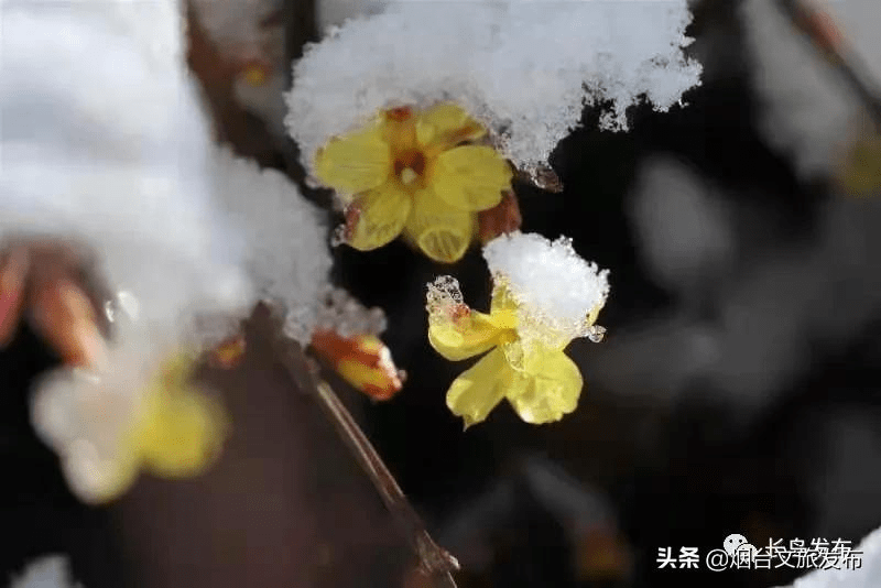 春意|来吧，来长岛赴一场春天的约会