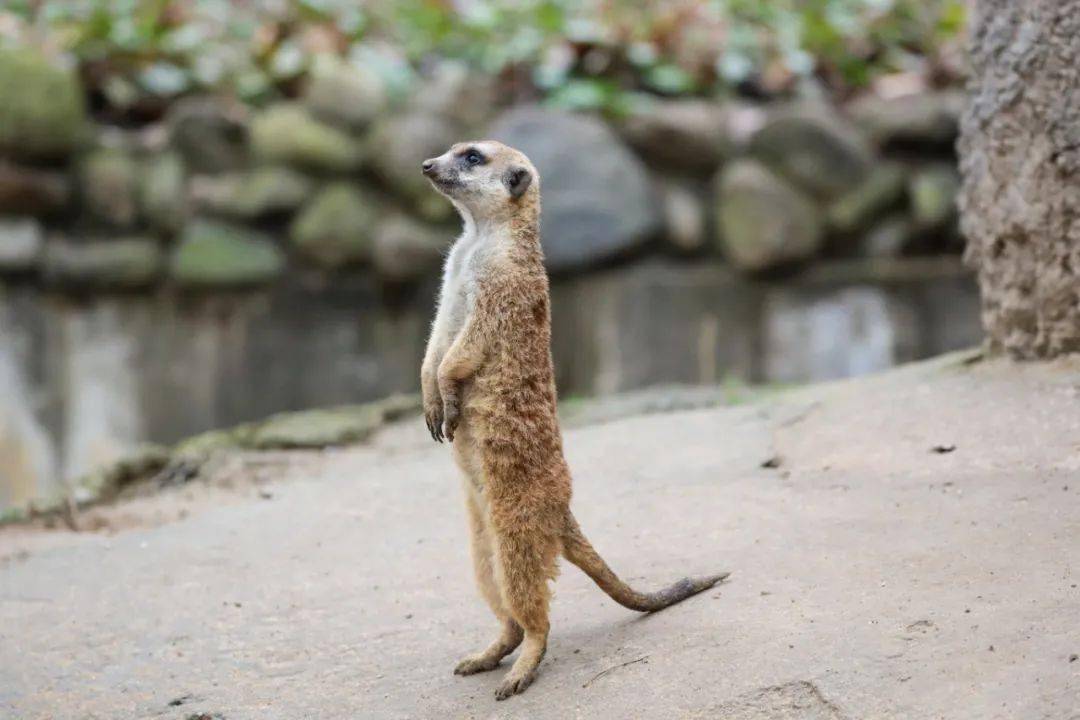 为什么细尾獴看起来这么瘦呢