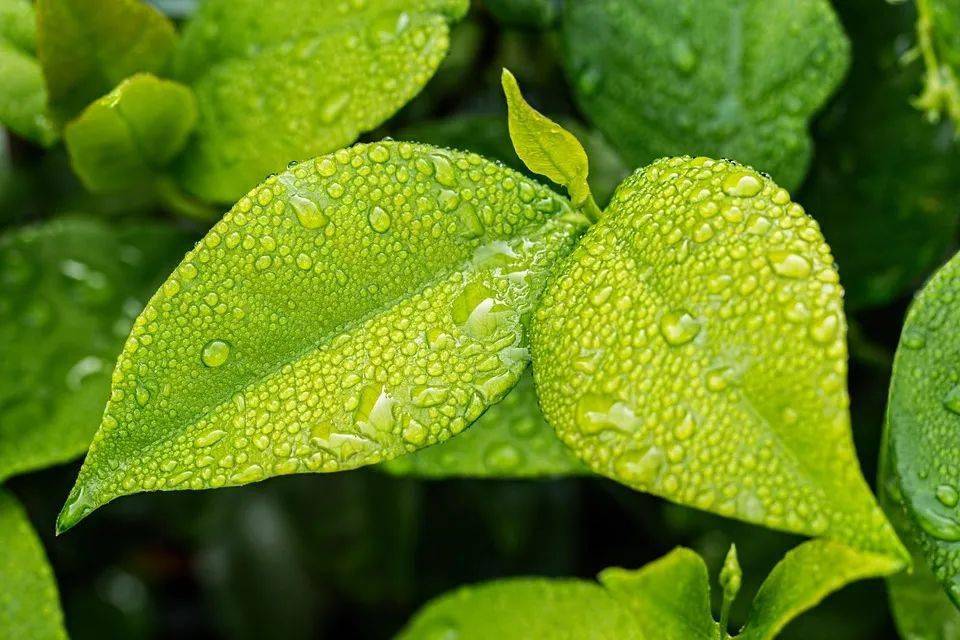 节气|今日雨水，万物萌动，快把这些知识讲给孩子吧