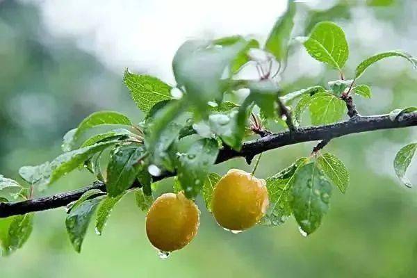 雨水丨好雨知时节,当春乃发生_春雨_鸿雁_草木