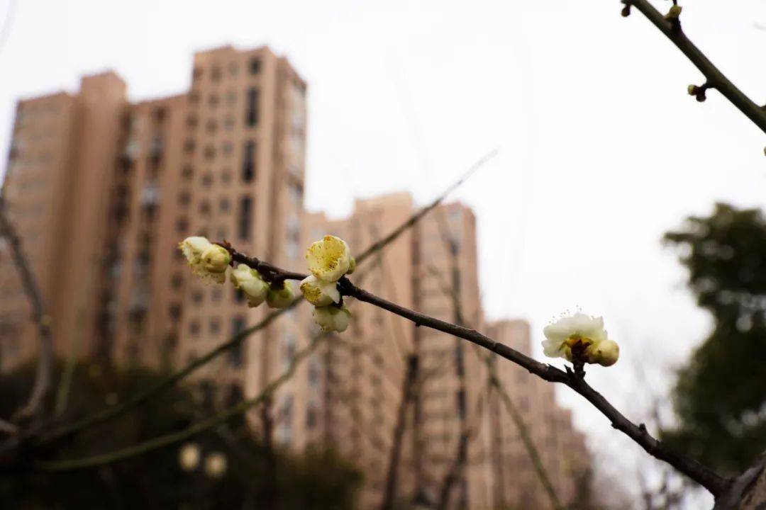 温泉路|探梅！与美景和芳香撞个满怀~