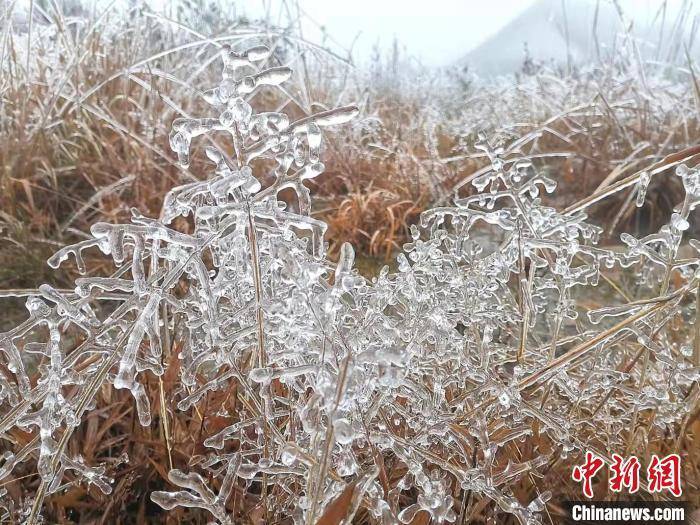 冰挂|福建宁德多地雾凇冰挂景观来袭 吸引游客观光拍照