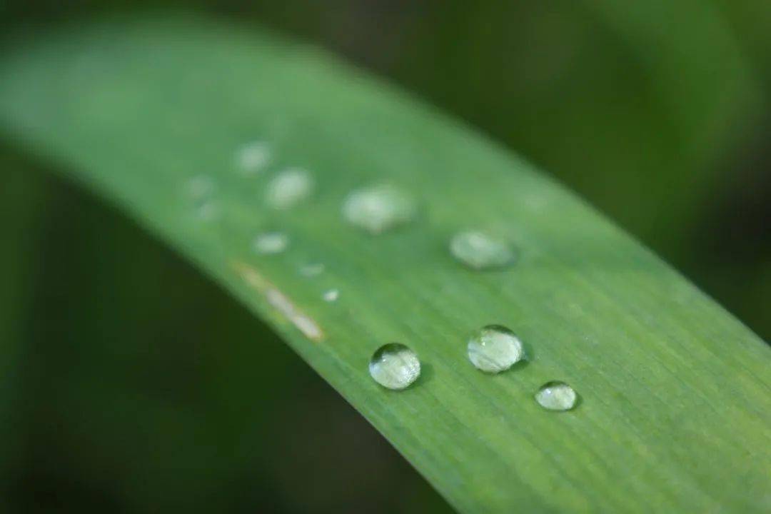 相关|雨水 | 一朝春雨过，万物皆清明