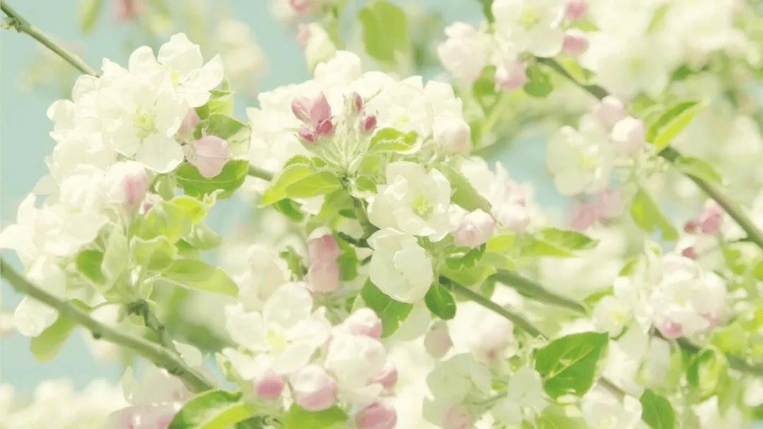 好文分享 每一朵花都有一首歌 哪一首曾经打动过你 舒伯特 柴可夫斯基 创作