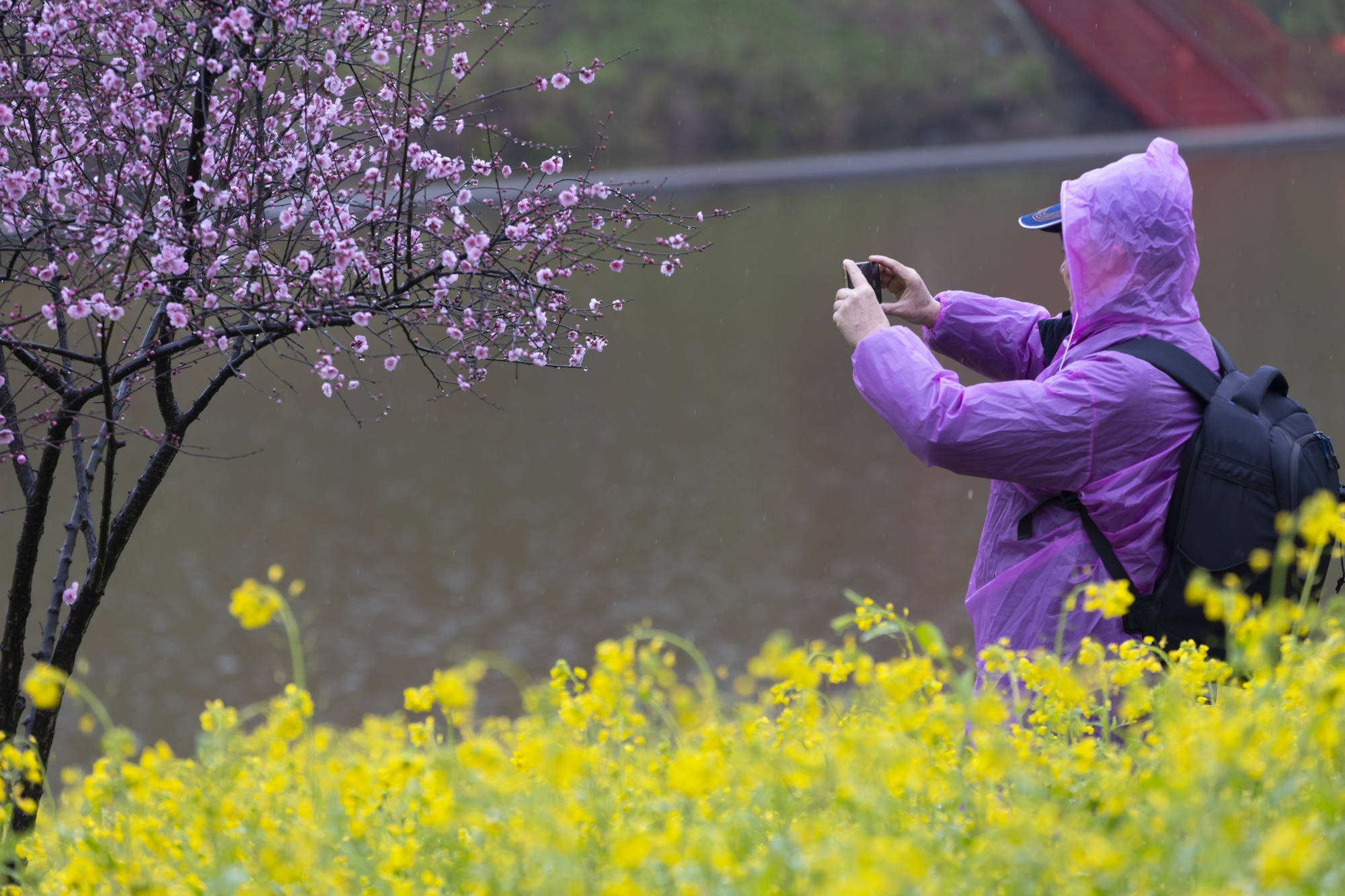 花海|春意盎然 重庆云林天乡300亩油菜花次第开放