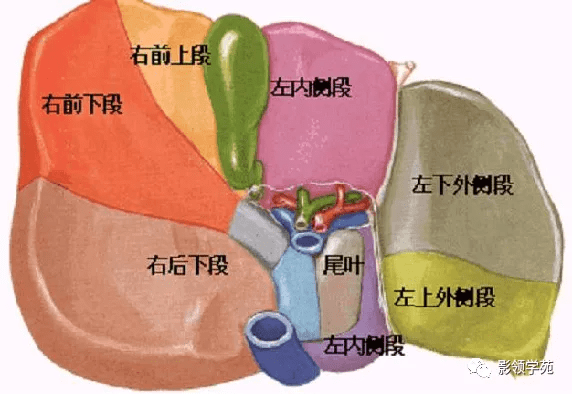 肝膈面上有矢状位的镰状韧带附着,借此将肝分为左,右两叶.