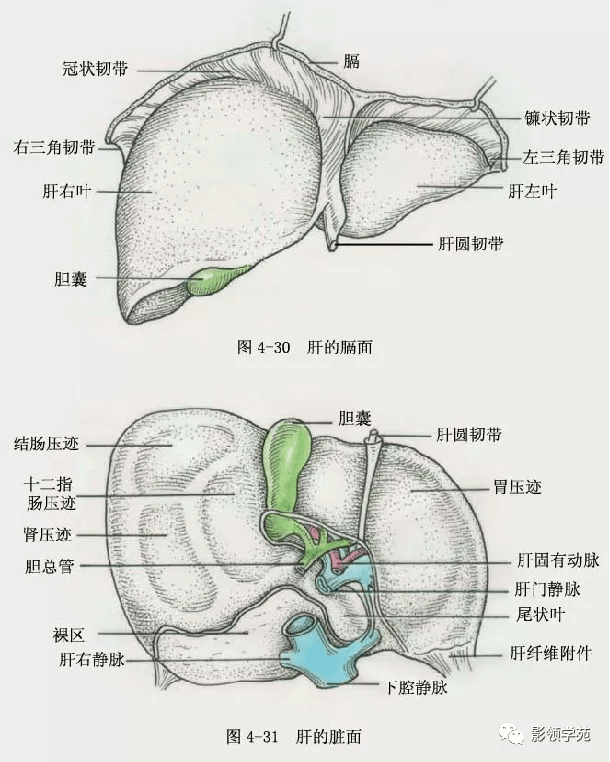 最全肝脏的表面解剖及分叶分段