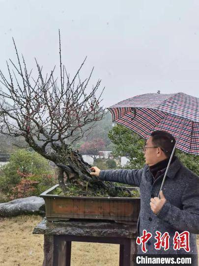 盛花期|西湖梅花虎年盛花期受气温推迟 专家建议开花三成为最佳赏梅