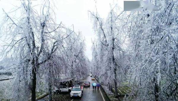 广东|万物皆可“冰墩墩”！广东多地迎来雾凇冰挂“雪景”奇观，美不胜收