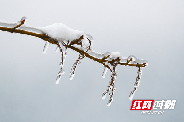 雪景|湖南新田：九峰山初春雪景醉游人