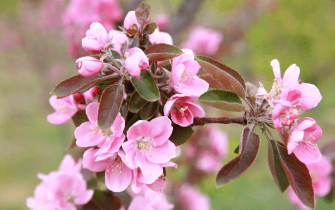 又到看花時徐州這些賞花地你去過幾個