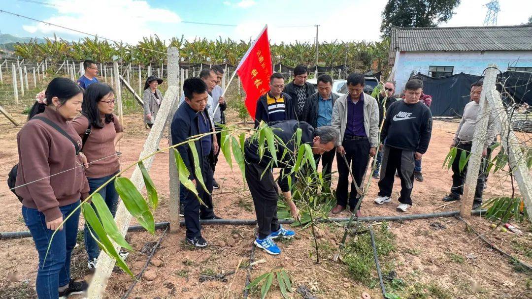 景谷县查定明照片图片