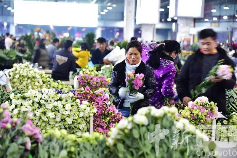 行攝雲南春天在斗南花市