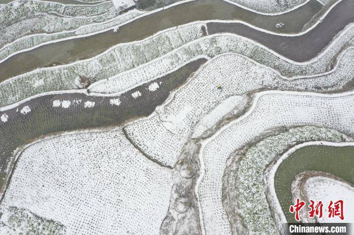 影响|贵州春雪落梯田