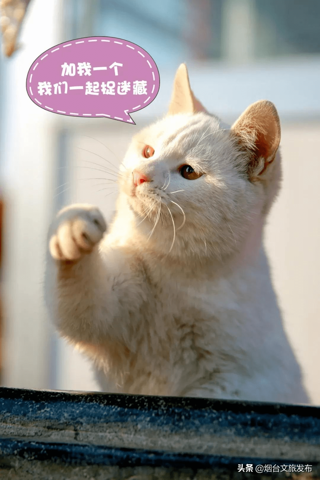 馋猫|这个春天傲娇的猫小主喊你来蓬莱！