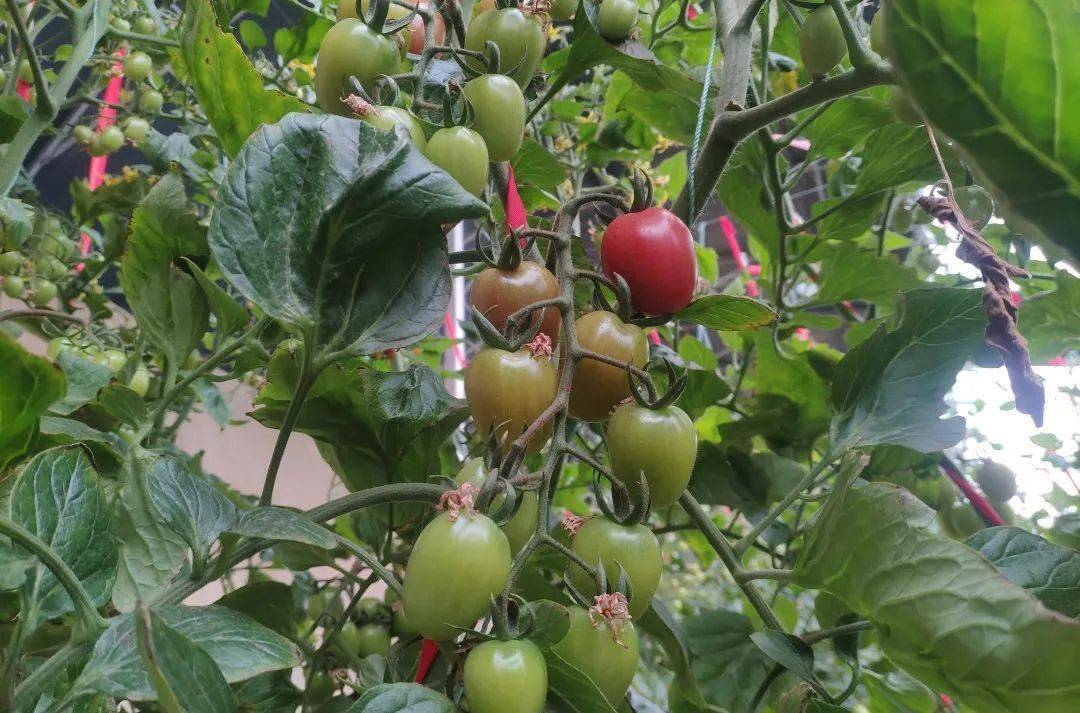 普化镇楸树庙村圣女果2月底可新鲜上市