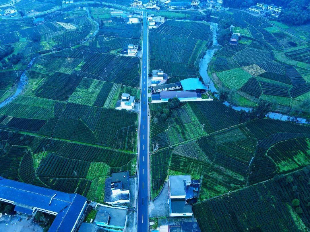 万亩茶园焕新迎春名山区前进镇29万亩春茶开采