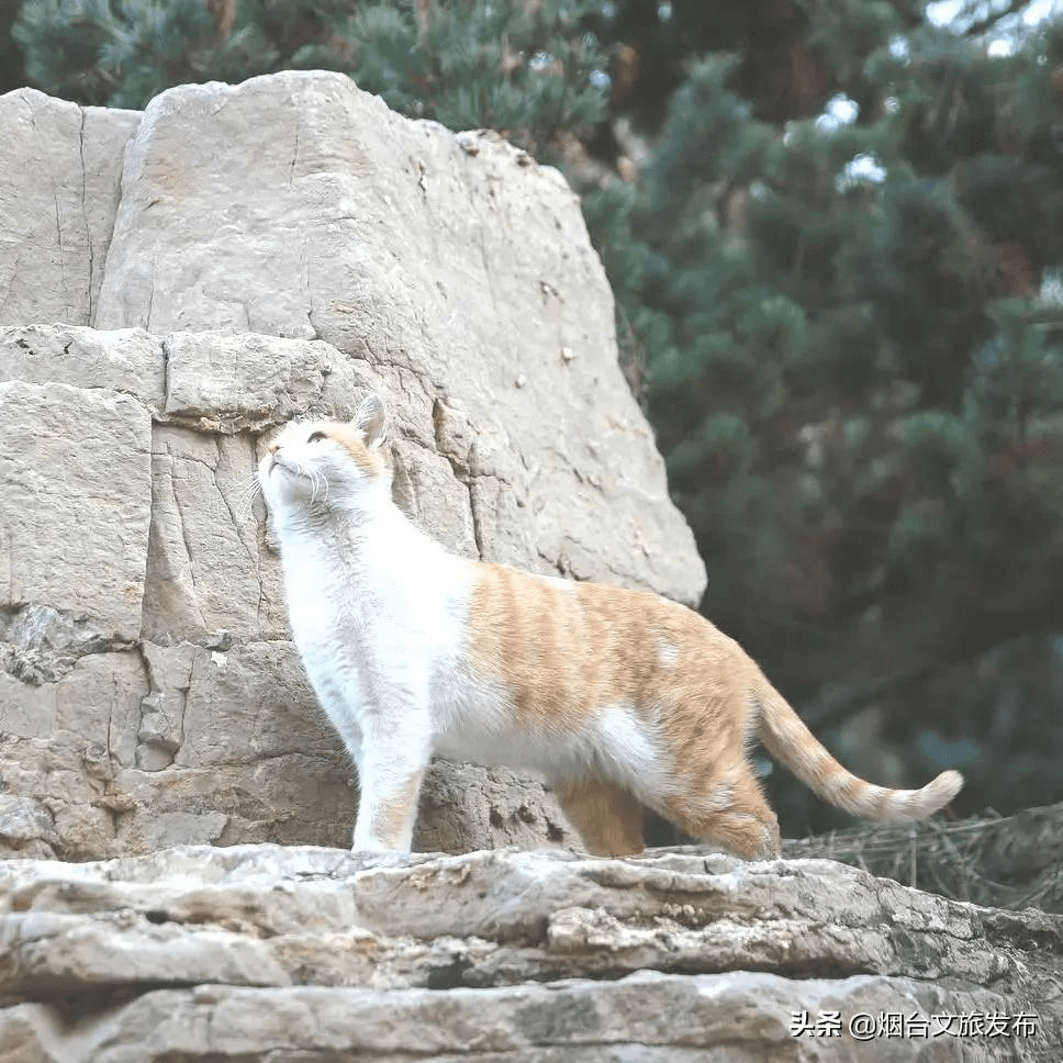 馋猫|这个春天傲娇的猫小主喊你来蓬莱！