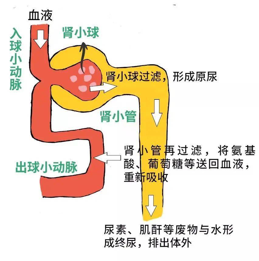 肾脏