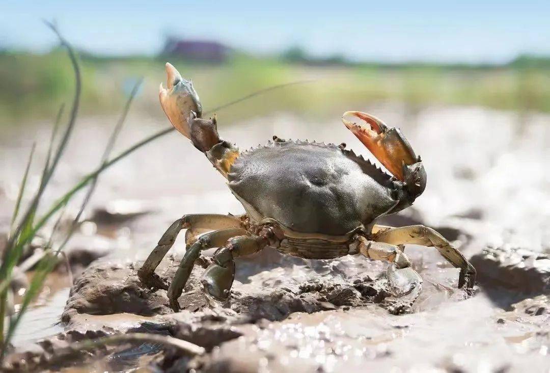 产地分布青蟹作为穴居性水生甲壳动物,喜欢栖息于潮间带的泥沙海滩