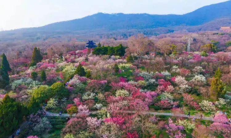 丹陽聯盟自組團2月27日南京梅花山明孝陵老門東一日遊148元人已報10人