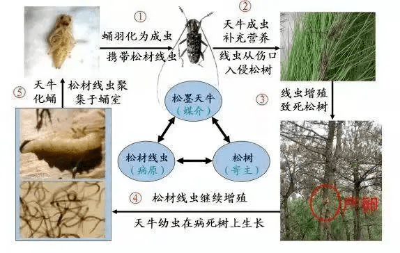 松材线虫病危害图片图片