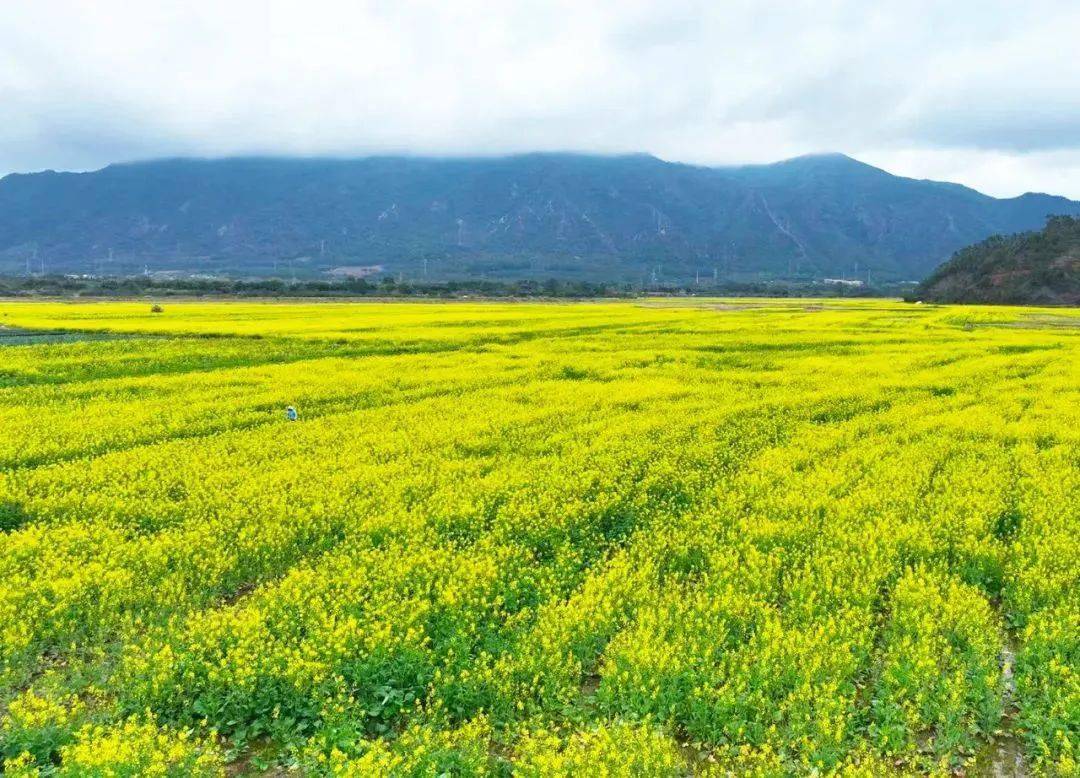 花都黎塘油菜花图片