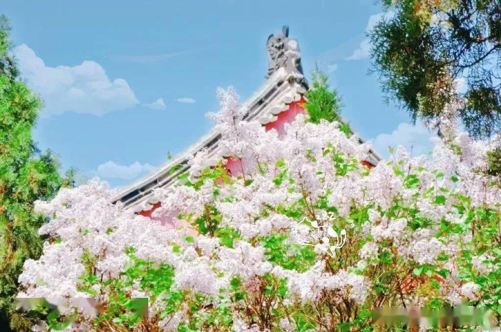 蓬莱|在最有爱的日子里，奔赴春天开启高甜～